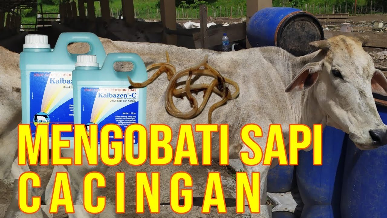 
                                 Cara-Obati-Sapi-Cacingan